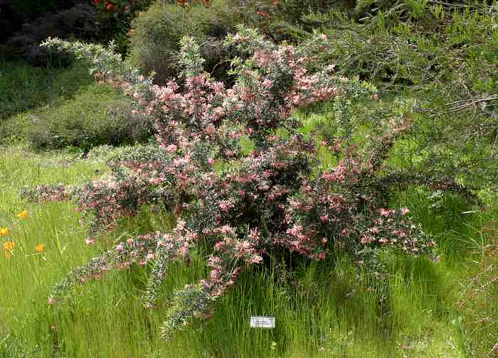 Image of Grevillea 'Poorinda Signet'