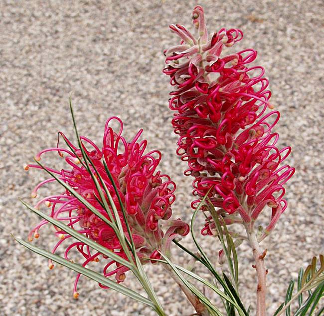 Image of Grevillea 'Sylvia'