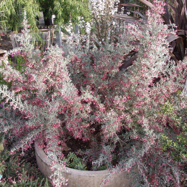 Image of Grevillea lavandulacea 'Penola'