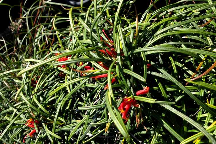 Image of Grevillea nudiflora 'Medusa'