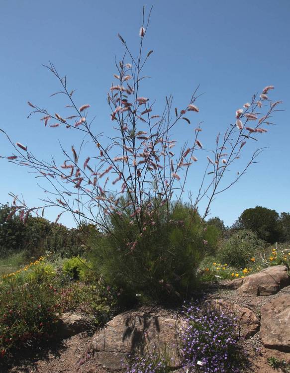 Image of Grevillea petrophiloides 'Big Bird'