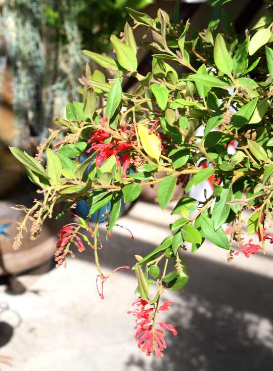 Image of Grevillea rhyolitica