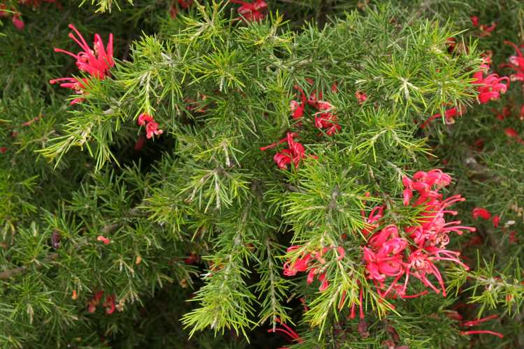 Image of Grevillea 'Scarlet Sprite'