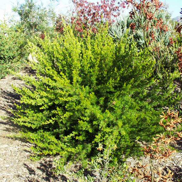 Image of Grevillea fililoba