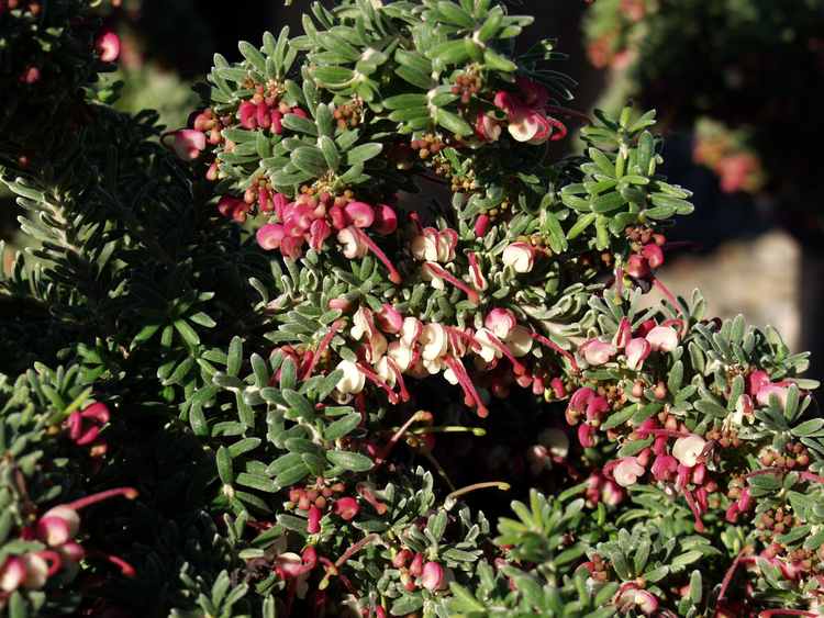 Image of Grevillea lanigera 'Prostrate'