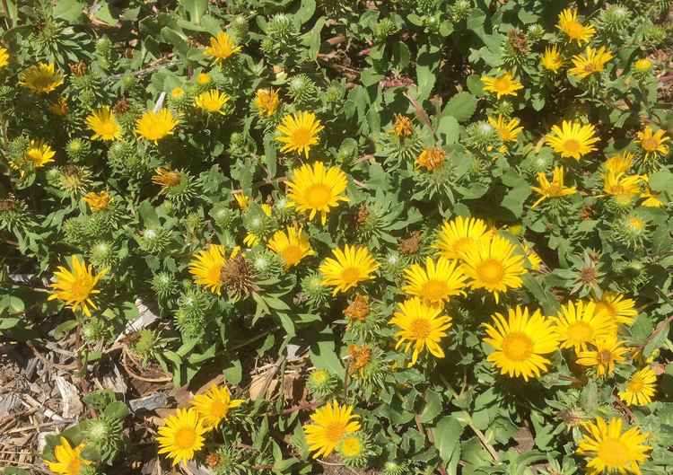 Image of Grindelia stricta var. platyphylla 'Ray's Carpet'