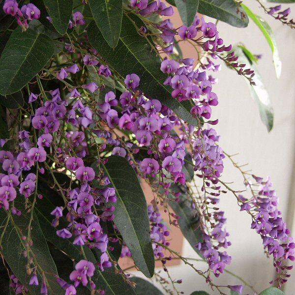 Image of Hardenbergia violacea 'Happy Wanderer'