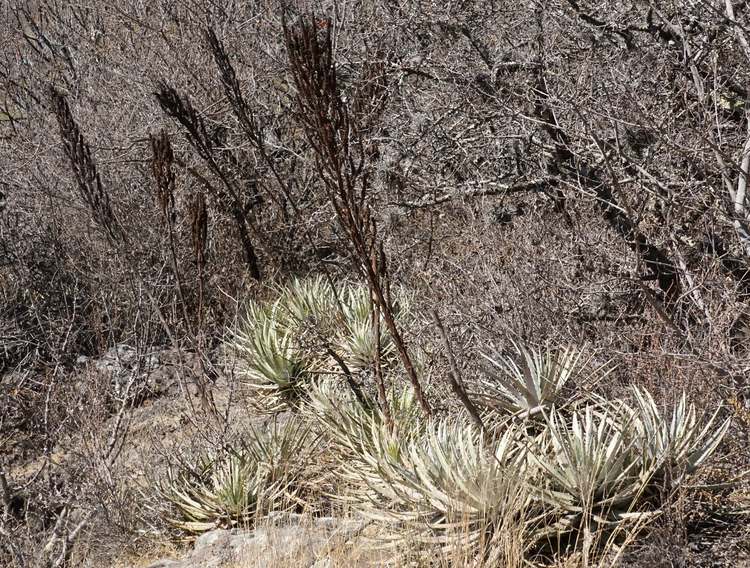 Image of Hechtia 'Oaxaca'