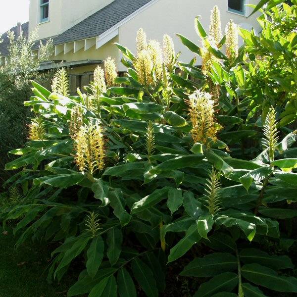 Image of Hedychium gardnerianum