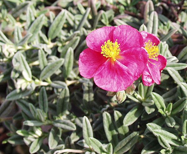 Image of Helianthemum 'Belgravia Rose'