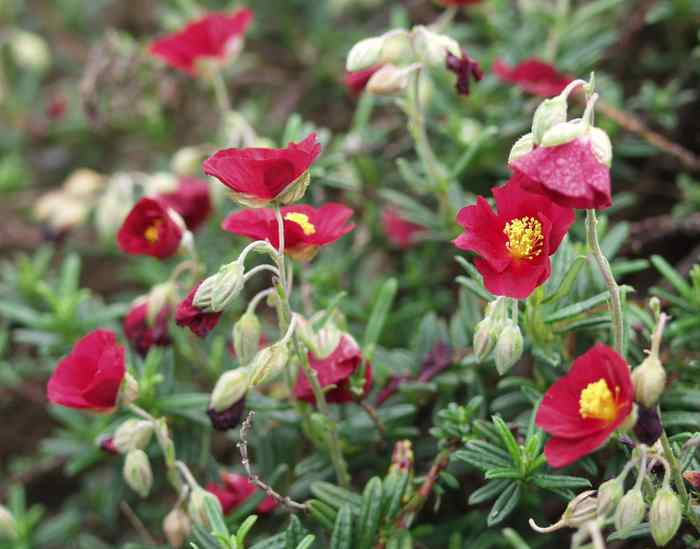 Image of Helianthemum 'Mesa Wine'