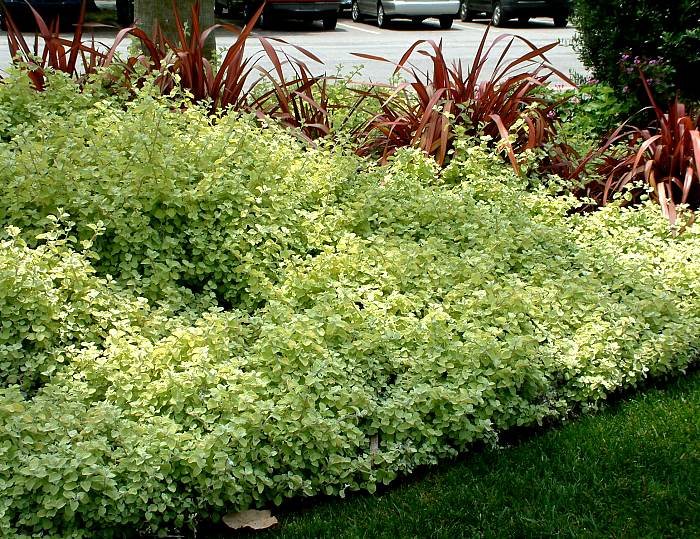 Image of Helichrysum petiolare 'Limelight'