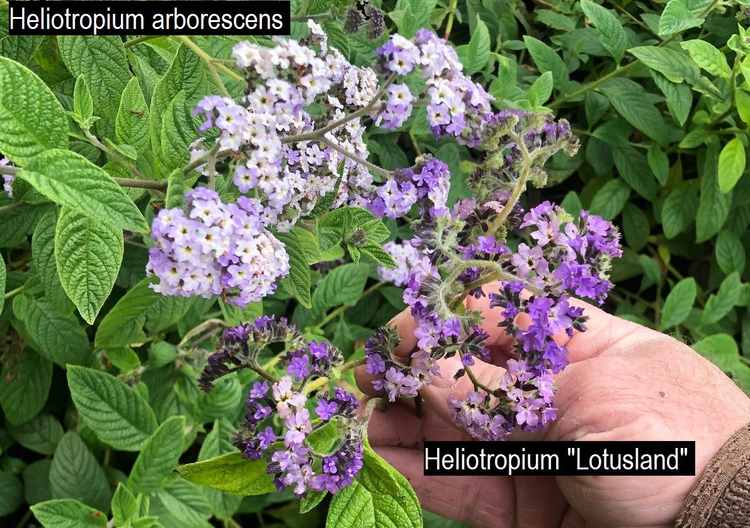 Image of Heliotropium arborescens 'Lotusland'