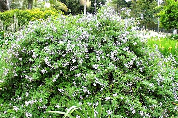 Image of Heliotropium arborescens