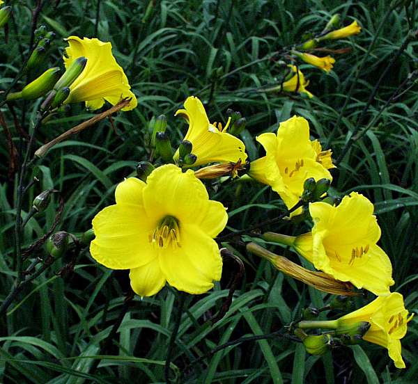 Image of Hemerocallis 'Bitsy'