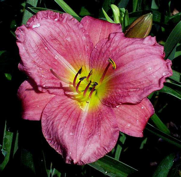 Image of Hemerocallis 'Peggy's Pink'