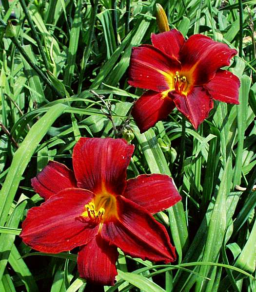 Image of Hemerocallis 'Red Velvet'