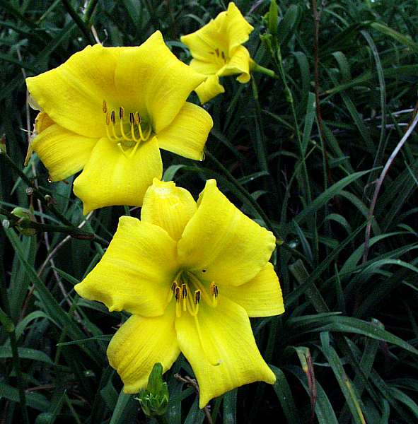 Image of Hemerocallis 'Yellow'