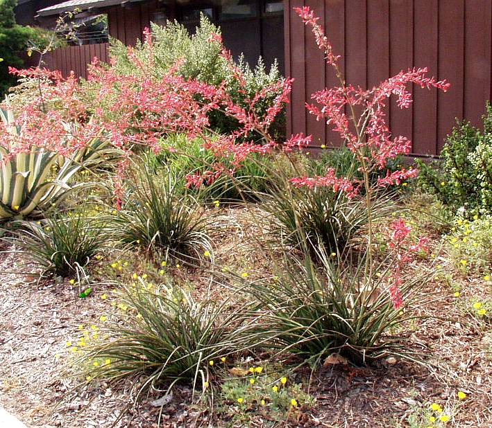 Image of Hesperaloe parviflora