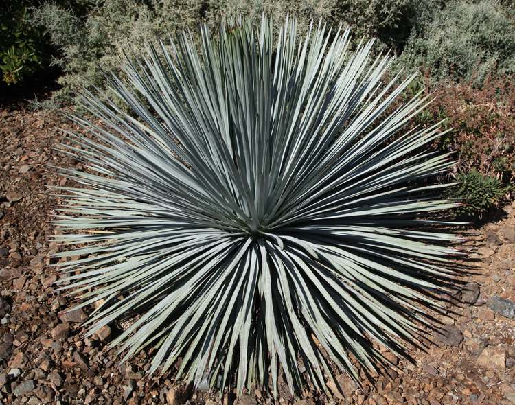 Image of Hesperoyucca whipplei 'RBG' [Yucca]