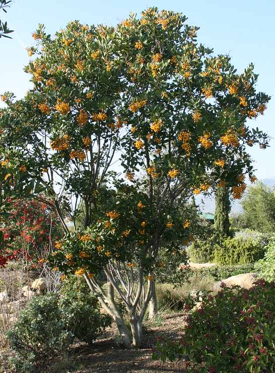 Image of Heteromeles arbutifolia 'Davis Gold'