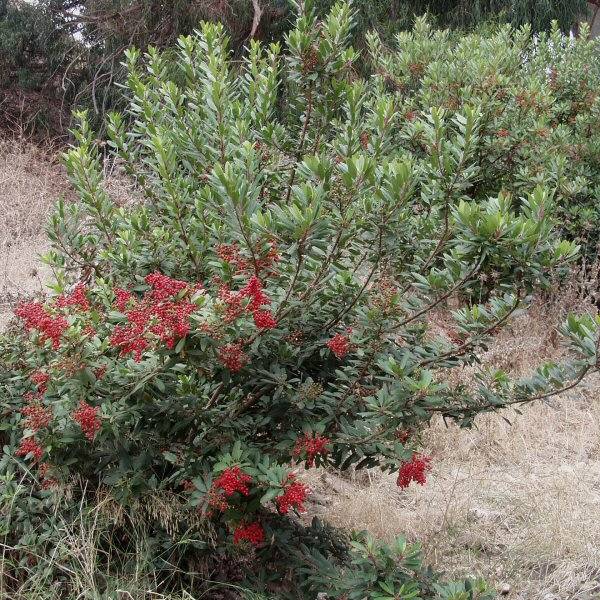 Image of Heteromeles arbutifolia