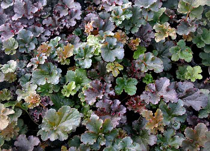 Image of Heuchera 'Crimson Curls'