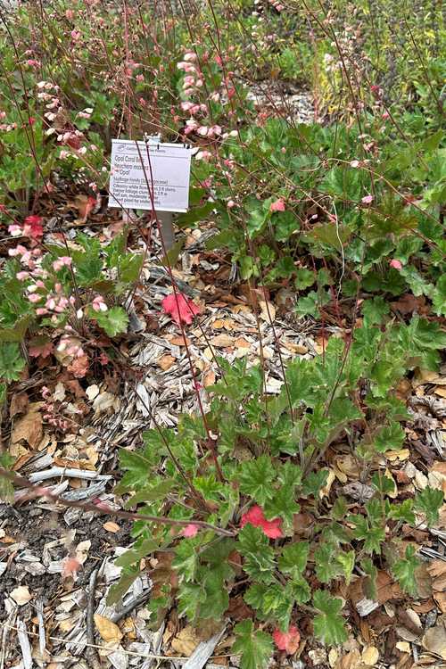 Image of Heuchera 'Opal'