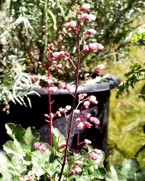 Image of Heuchera 'Rosada'