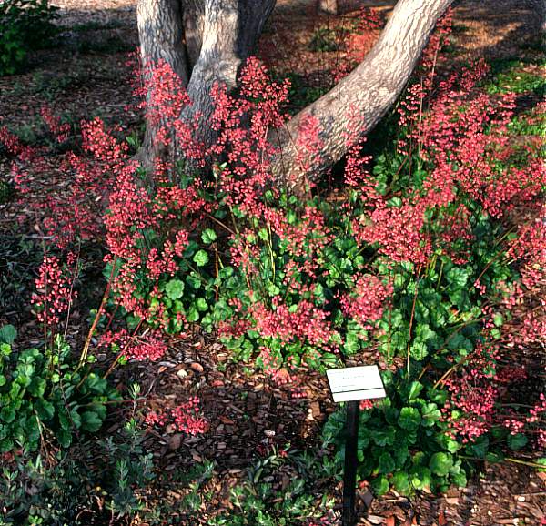 Image of Heuchera 'Santa Ana Cardinal'