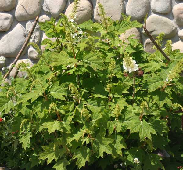 Image of Hydrangea quercifolia 'Snow Queen'