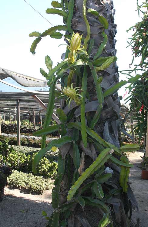 Image of Hylocereus undatus 'Joyce Greenlund'