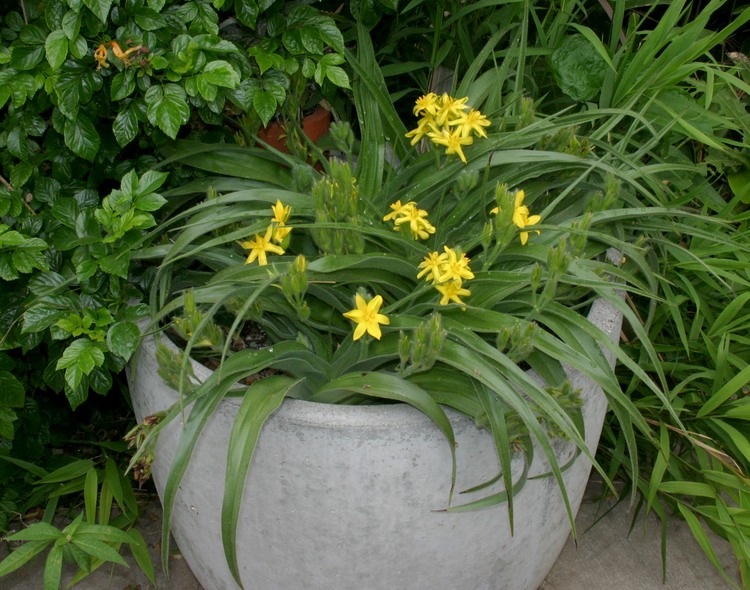 Image of Hypoxis hemerocallidea