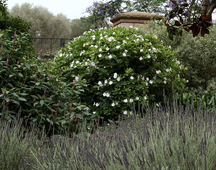 Image of Impatiens sodenii 'Madonna'