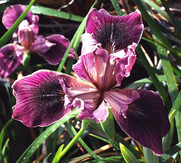 Image of Iris PCH 'Red Violet'