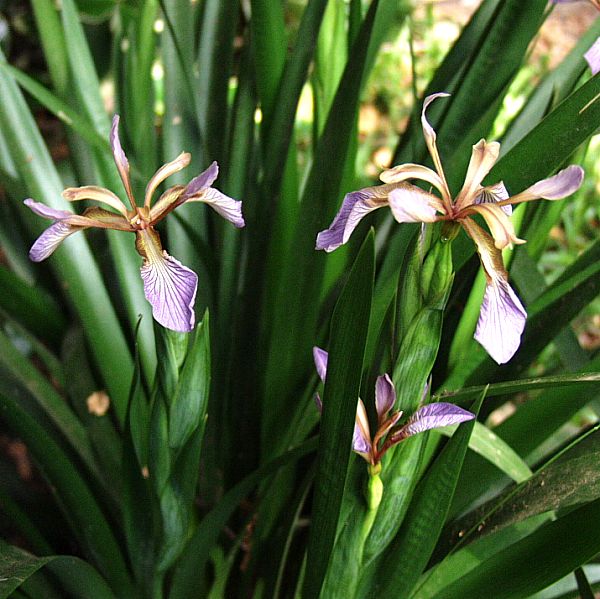 Image of Iris foetidissima