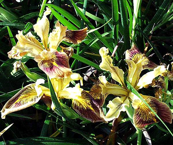 Image of Iris PCH 'Joey'