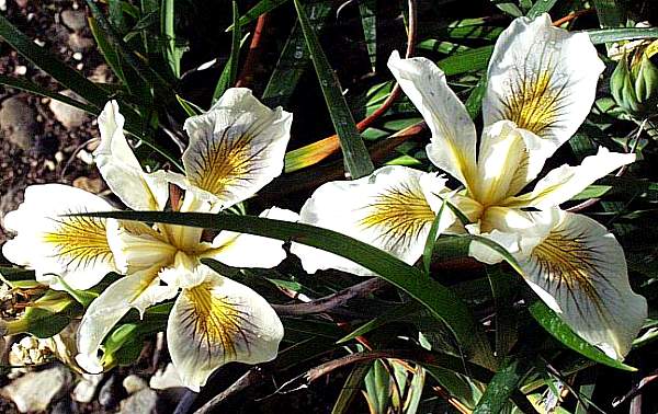 Image of Iris PCH 'Ivory Queen'