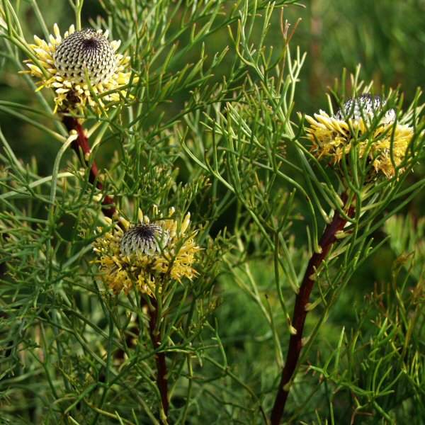 Image of Isopogon anethifolius 'Curra Moors'