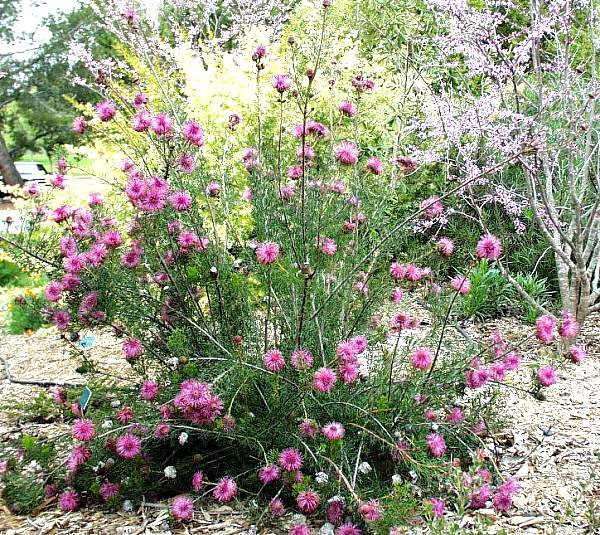 Image of Isopogon formosus