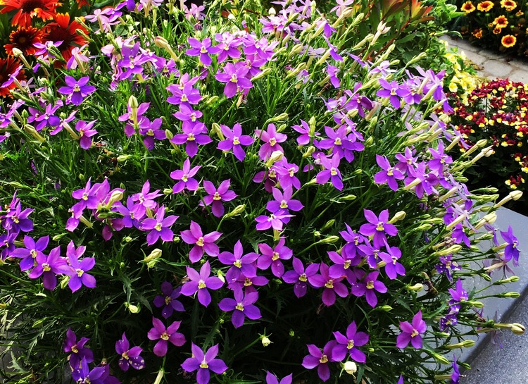 Image of Isotoma axillaris Glowing Violet ['Tmlu 1301'] PP28,511