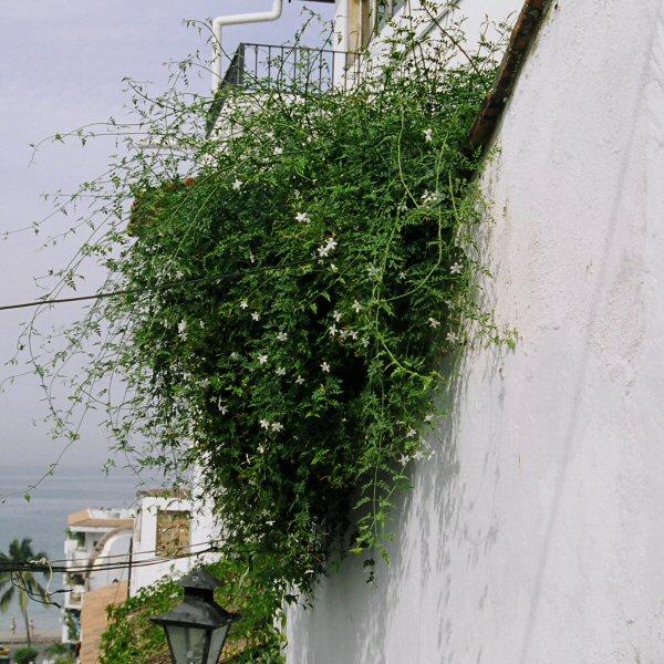 Image of Jasminum officinale forma grandiflorum