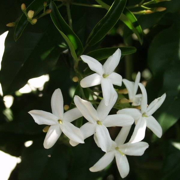 Image of Jasminum tortuosum