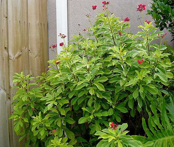 Image of Jatropha integerrima