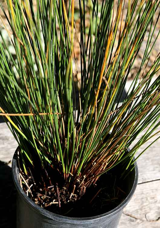 Image of Juncus effusus ssp. pacificus 'Quartz Creek'