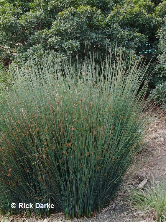 Image of Juncus patens 'Elk Blue'