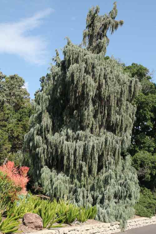 Image of Juniperus scopulorum 'Tolleson's Weeping'