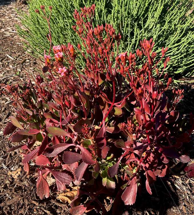 Image of Kalanchoe 'Pink Zinfandel'