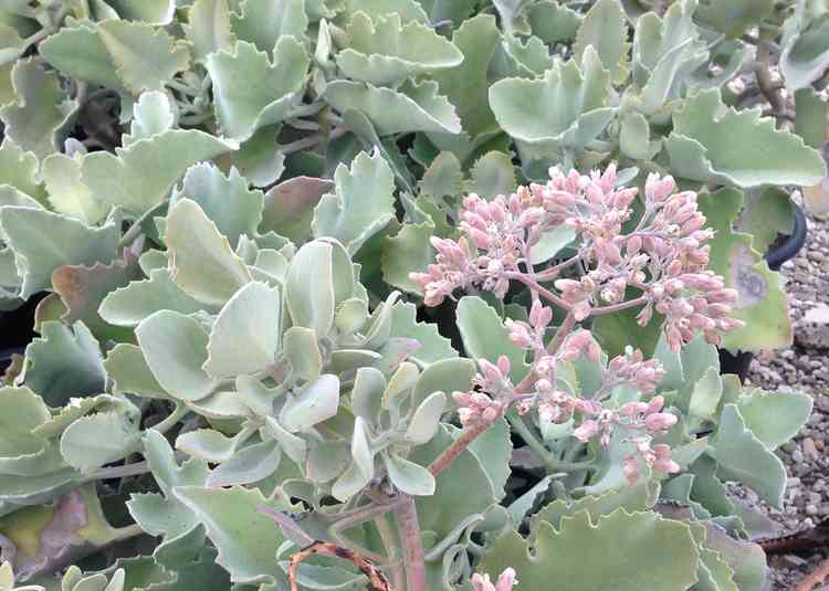 Image of Kalanchoe beharensis 'Small Form'