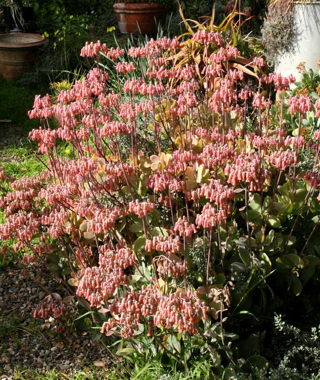 Image of Kalanchoe fedtschenkoi 'Majestic Scallops'